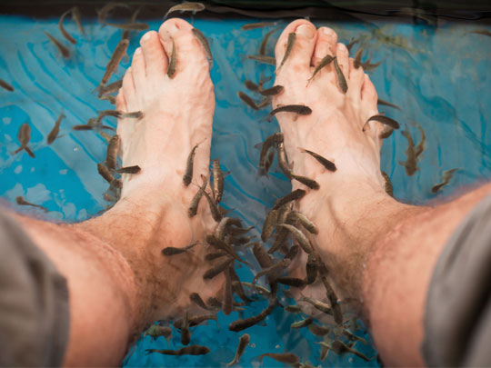 Spa, Dr. Fish Spa